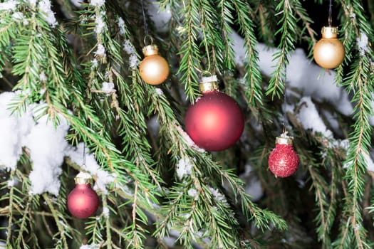 Christmas Tree Balls in Spruce Tree with snow.