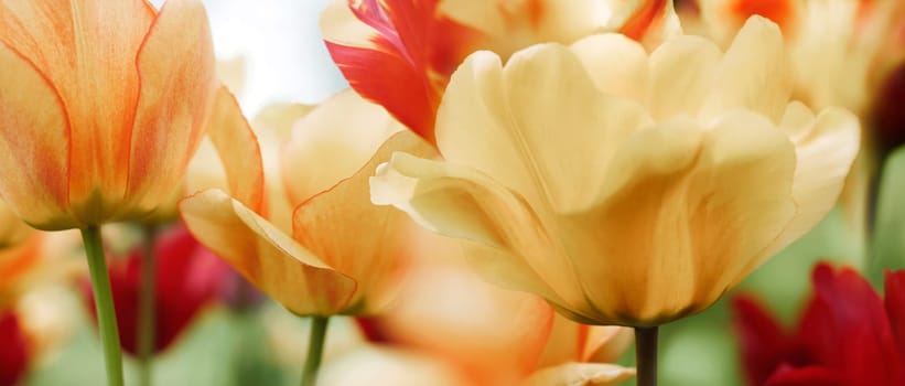 tulips in red and light yellow-beecolours and pattern,highres,highkey