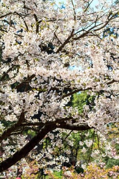 The Alishan cherry blossom season with nice color, Taiwan
