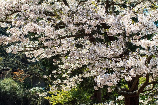 The Alishan cherry blossom season with nice color, Taiwan