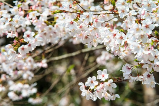The Alishan cherry blossom season with nice color, Taiwan