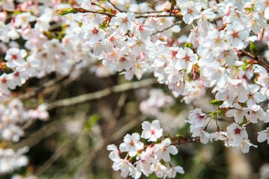 The Alishan cherry blossom season with nice color, Taiwan