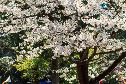 The Alishan cherry blossom season with nice color, Taiwan