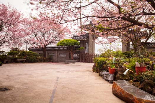 The Temple Oriental cherry blossom season in Taipei, Taiwan