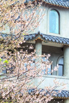 The Temple Oriental cherry blossom season in Taipei, Taiwan