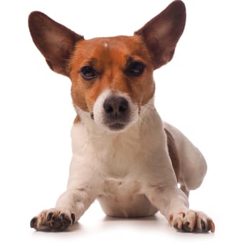 Jack Russell Terrier on a white background, Studio shot