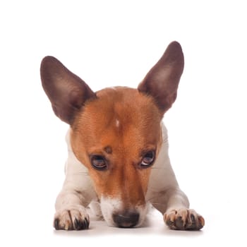 Cute Jack Russell Terrier on a white studio background
