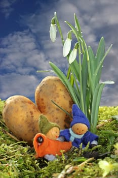 Wichtelpaar under snowdrops with heart potato