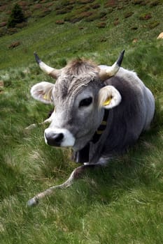 Cow,South Tyrol
