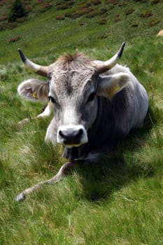 Cow,South Tyrol