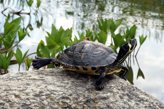 Turtles and more in the Burglehenpark,village Tyrol