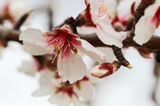 Almond blossom