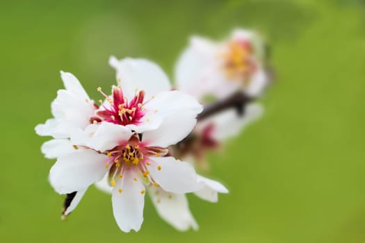 Almond blossom