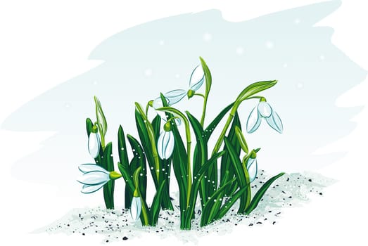 Spring flowers snowdrops. Vector illustration.