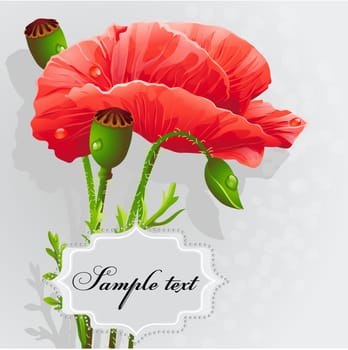 Background with poppies for your text.