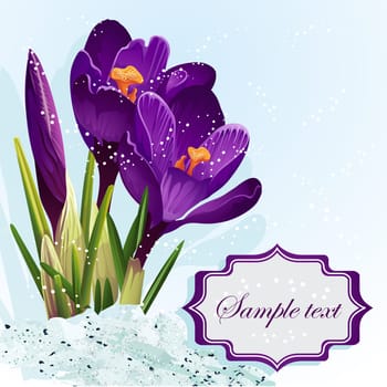 Background with purple crocuses in the snow.