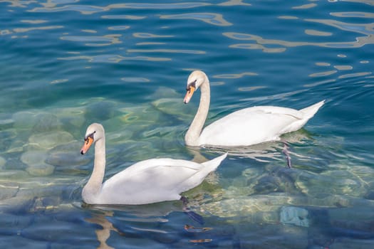 White swan swimming in water, in the city of Lucerne, Switzerland