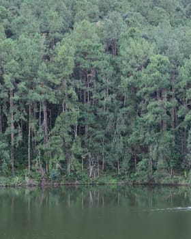 Scenic view of pine tree with lake in the evening at Pang Oung national park in Mae Hong Son, Thailand