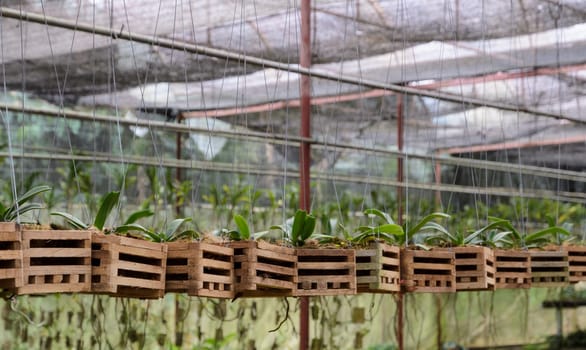 Vanda Orchid seedlings plant nursery in greenhouse