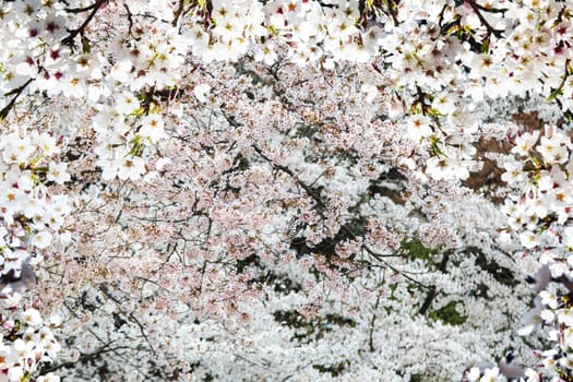 The Image of beautiful sakura seasnon in Kyoto, Japan