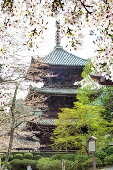 The Image of beautiful sakura seasnon in Kyoto, Japan