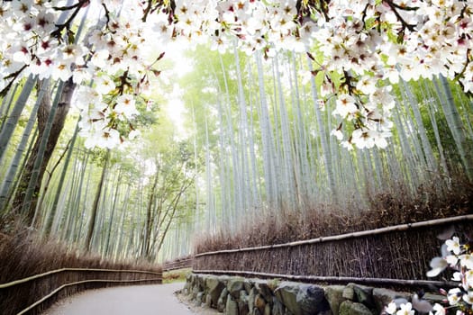 The Image of beautiful sakura seasnon in Kyoto, Japan