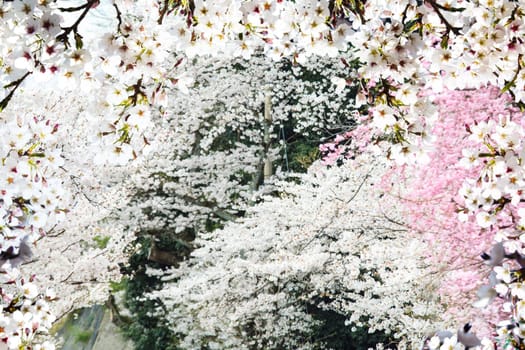 The Image of beautiful sakura seasnon in Kyoto, Japan