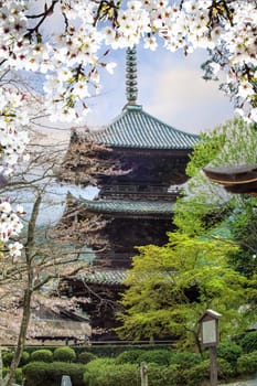 The Image of beautiful sakura seasnon in Kyoto, Japan