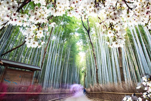 The Image of beautiful sakura seasnon in Kyoto, Japan