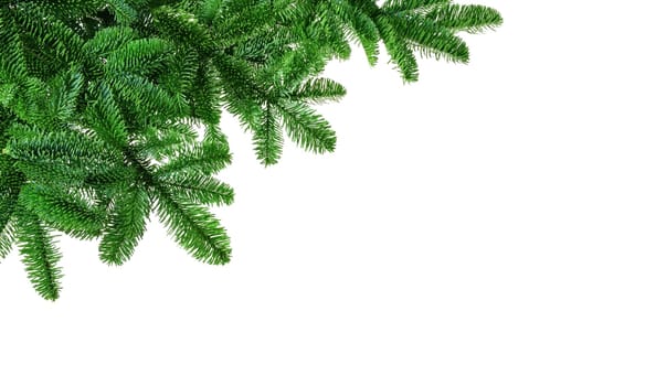 Decoration of dense fresh fir branches on a white background