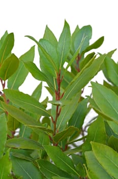 Laurel