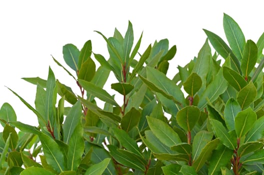 Laurel
