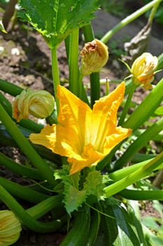 Zucchini
