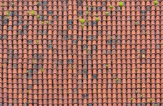 Homogeneous area of red weathered roof tiles with light vegetation.