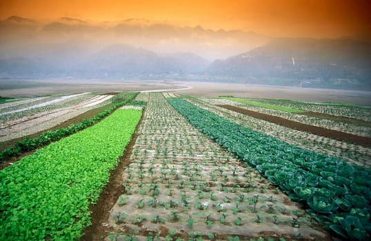agroculture in the village of fengjie at the yangzee river in the three gorges valley up of the three gorges dam project in the province of hubei in china.