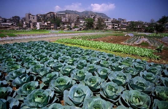 agroculture in the village of fengjie at the yangzee river in the three gorges valley up of the three gorges dam project in the province of hubei in china.