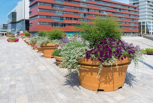row of large planters with blooming flowers in a dutch city