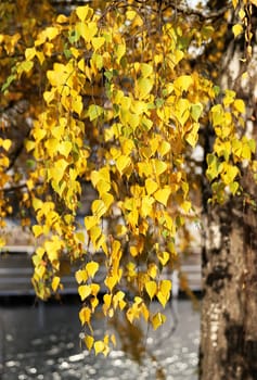 birch tree a leaves photographed close up