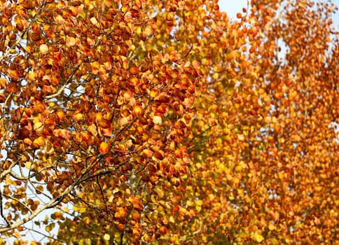 autumn trees with yellow red leaves photographed close up