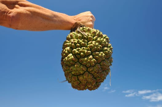 Tropical fruit