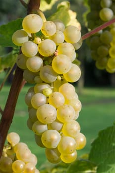 Grapes on the vine