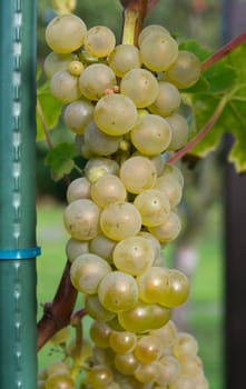 Grapes on the vine