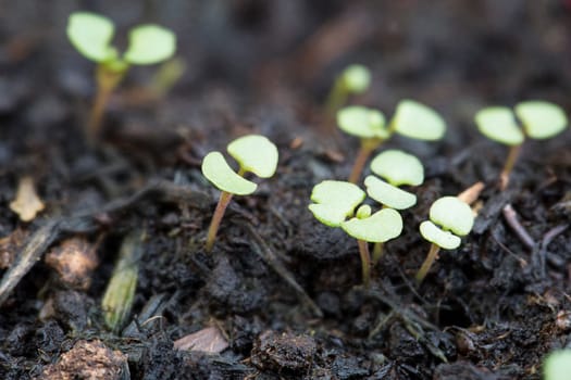 Tiny spring sprouts just coming through soil.