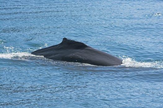 Humpaback Whale Showing its Dorsal Fin in Kenai Fjords National Park