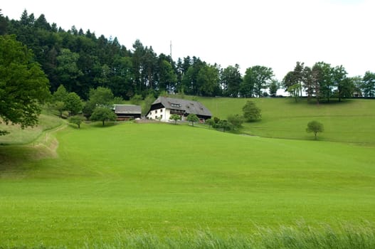 Alm,Meadows,Black Forest