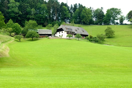 Alm,Meadows,Black Forest