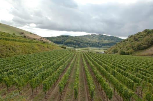 Weinberge, Haselschacher, Buck