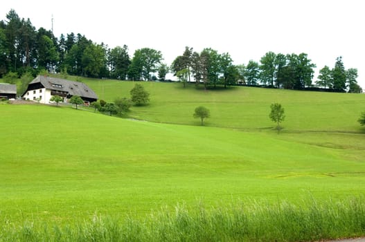 Alm,Meadows,Black Forest