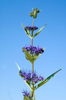Bartblume, Caryopteris x clandonensis
