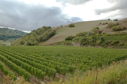 Weinberge, Haselschacher, Buck